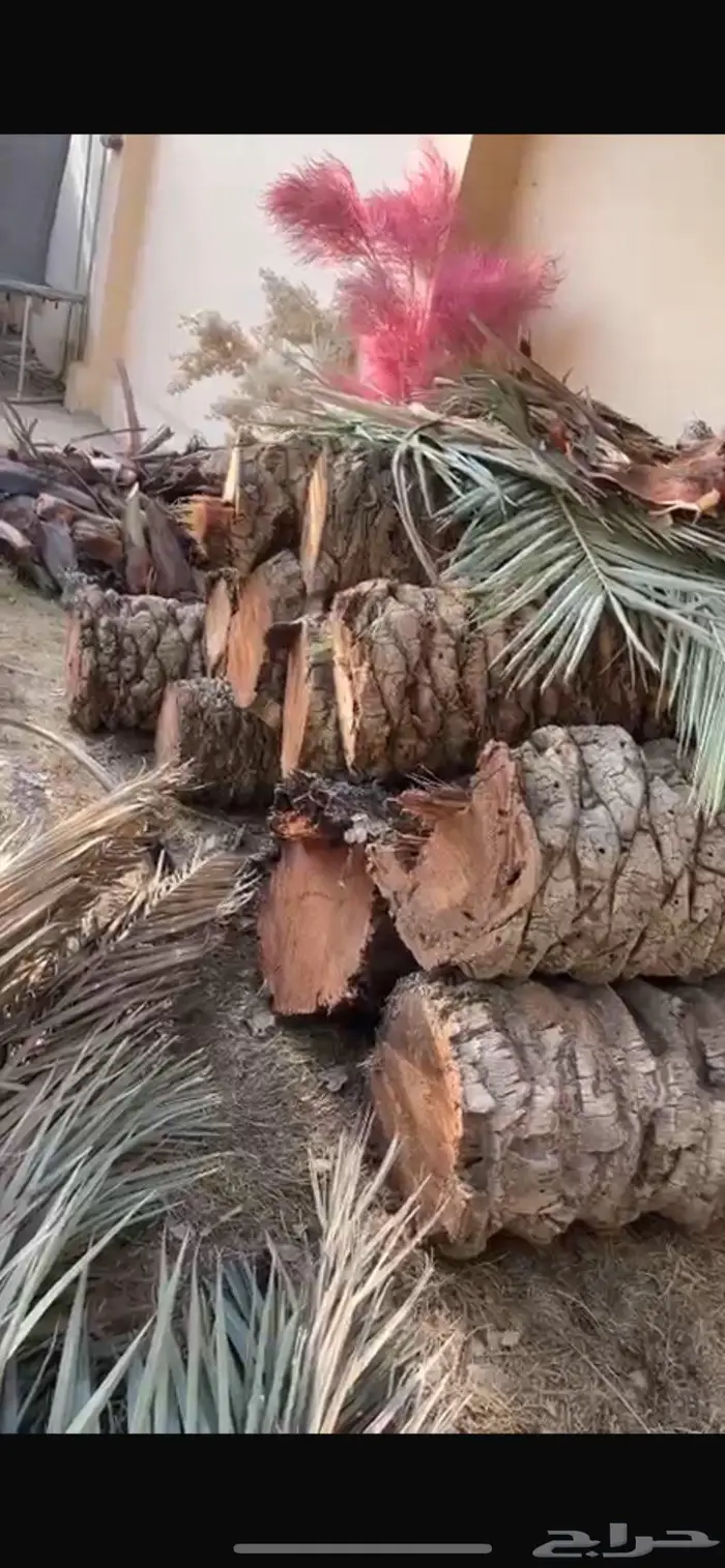 للبيع جذوع نخل 0