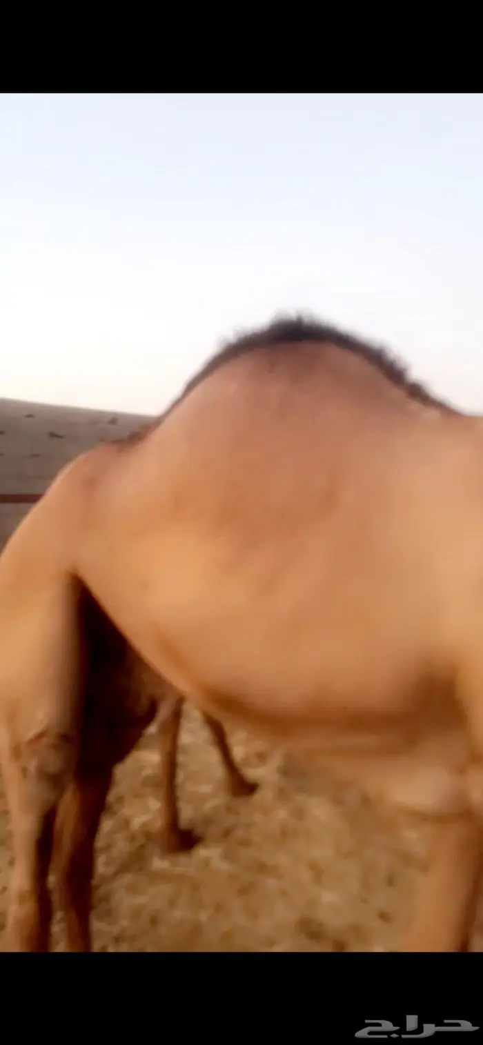 قعدان مستورده صومالي 0