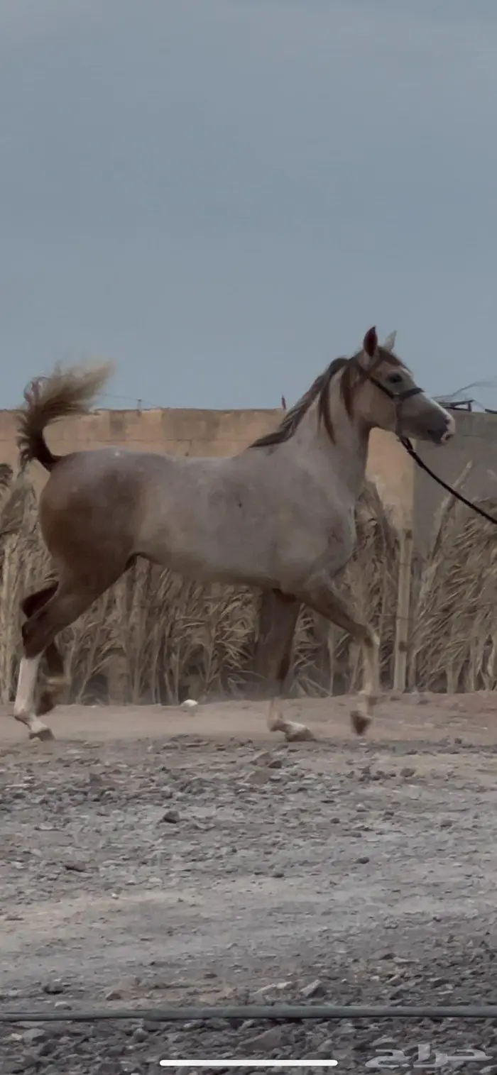 مهره شعبية جزيريه 0