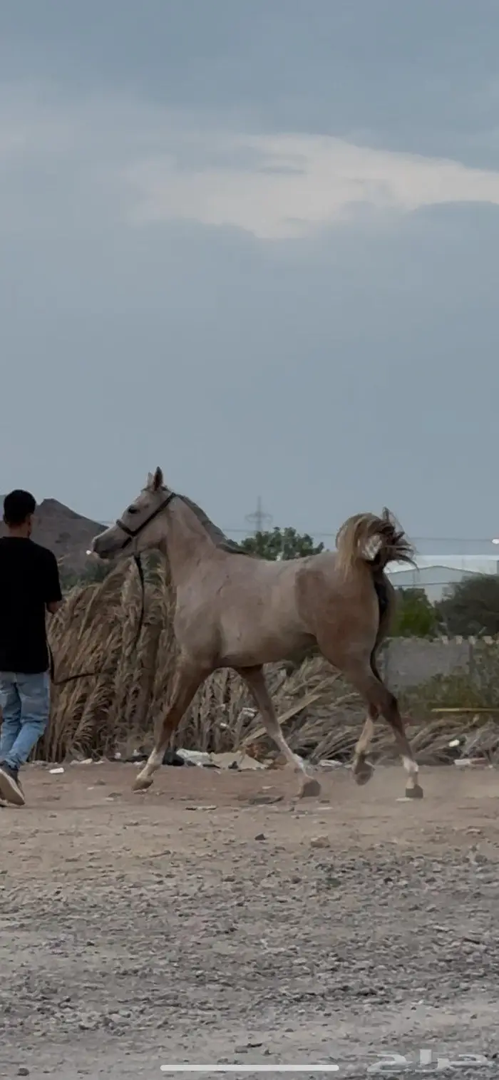 مهره شعبية جزيريه 1
