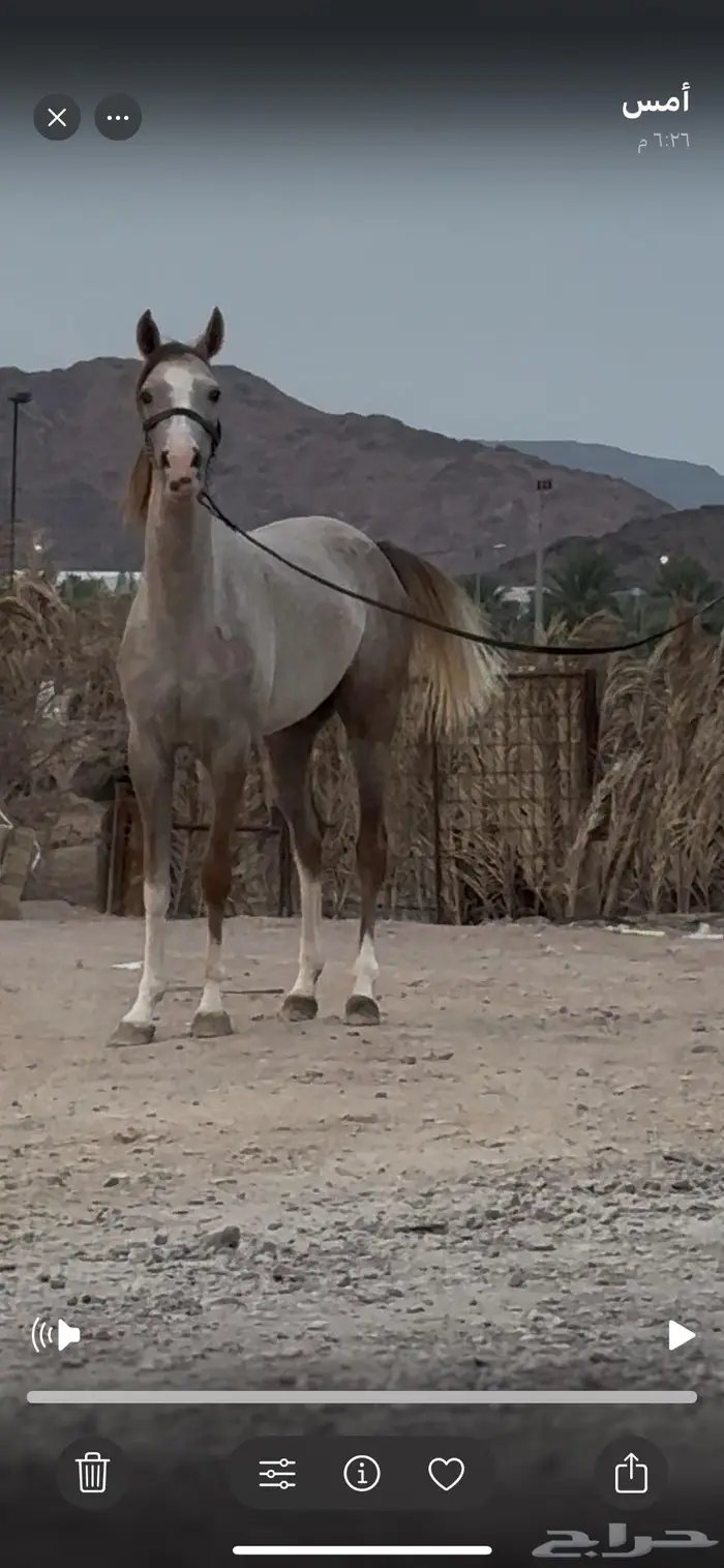 مهره شعبية جزيريه 2