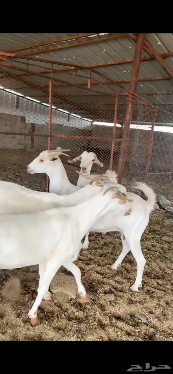 ماعز تم البيع 0