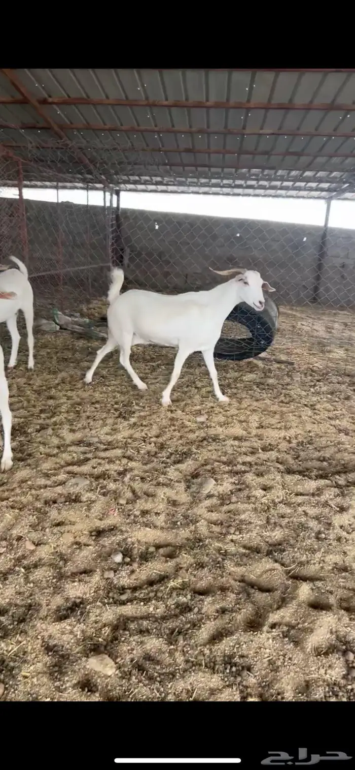 ماعز تم البيع 3