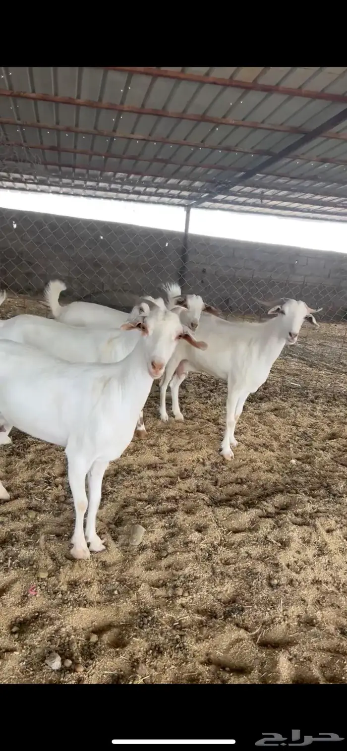 ماعز تم البيع 1