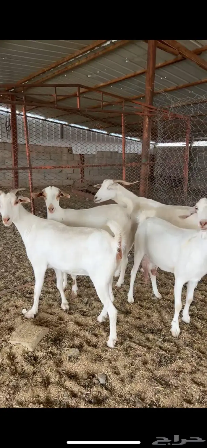 ماعز تم البيع 2