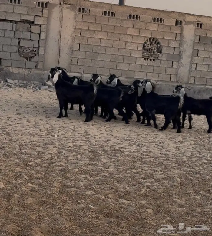 معزا طيبة للبيع 1