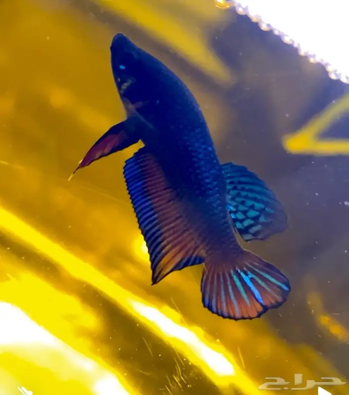 جوز wild betta splendens 0