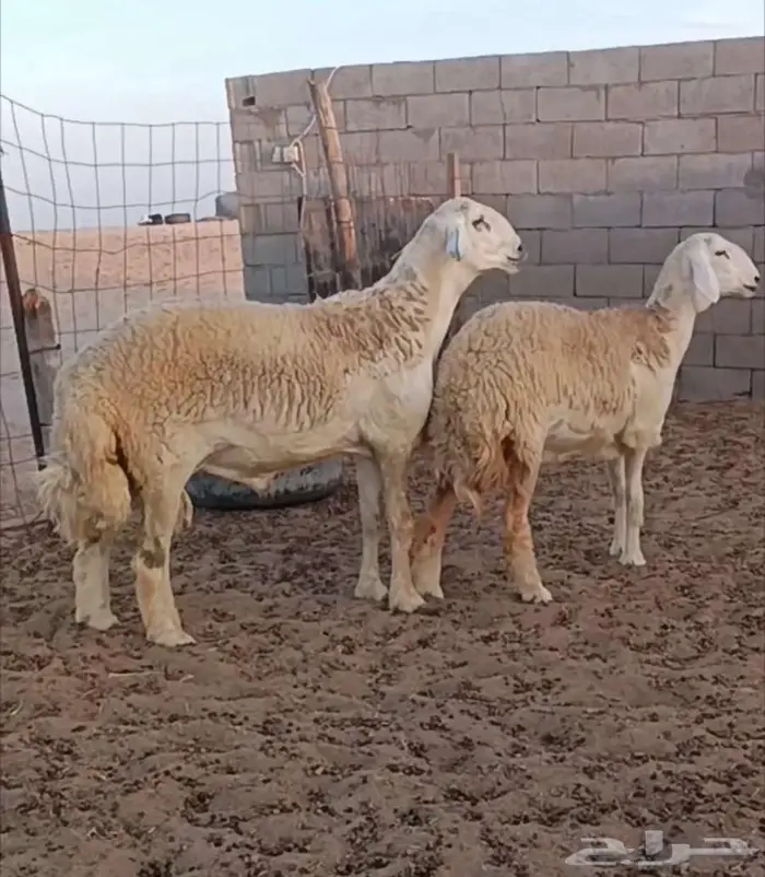 ( تم البيع) ثني صنف من حلال الصياد في أملج 0