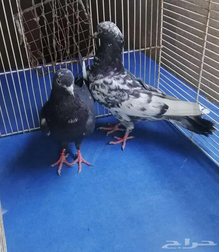 حمام باكستلني 0