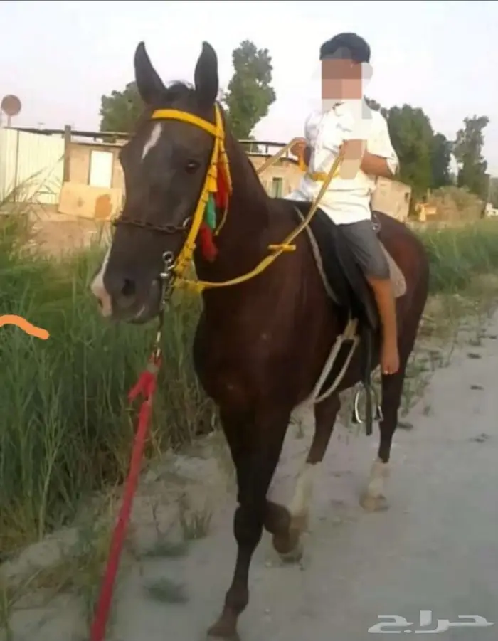 فرس شعبية البيع ب 12