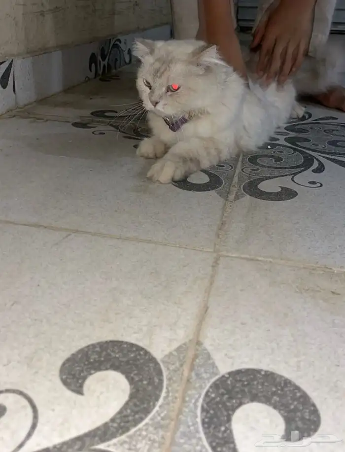 قطط للبيع 5