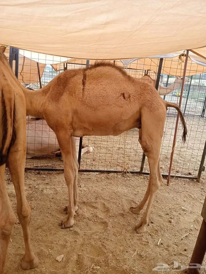 قعدان لحوم طازجه.. تربية على اصولها واسعار جمله الجمله 2
