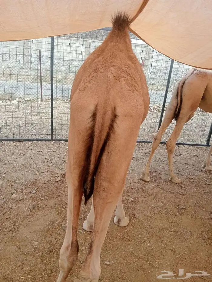 قعدان لحوم طازجه.. تربية على اصولها واسعار جمله الجمله 1