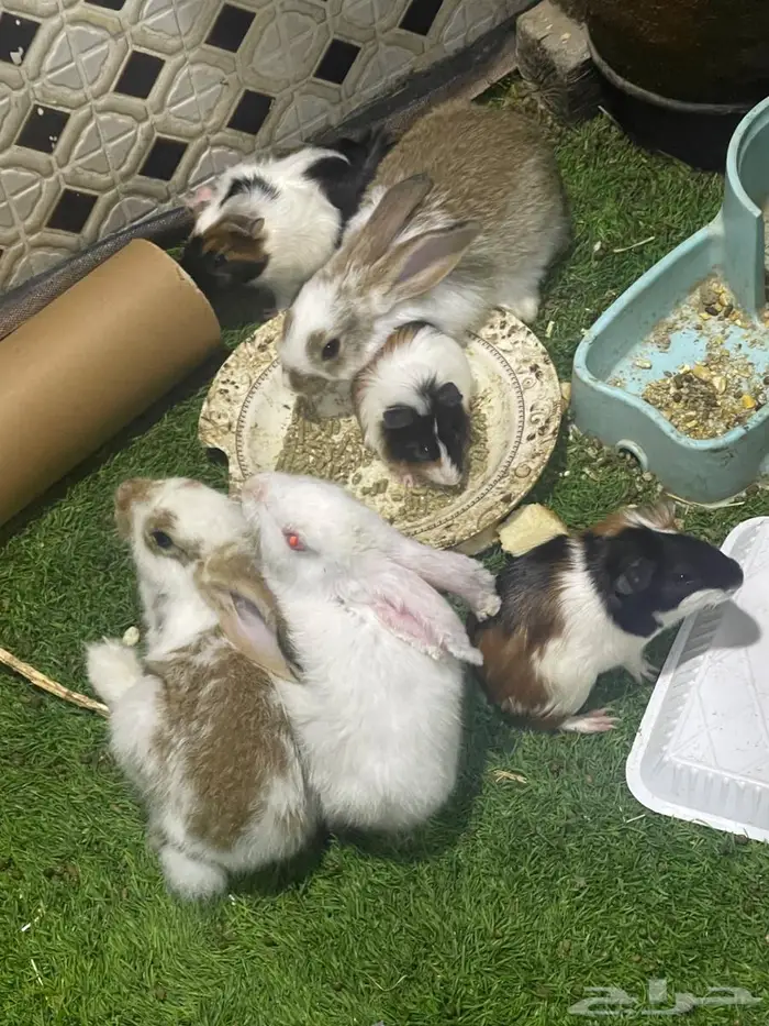 ارنب و وبر - gunea pigs 0