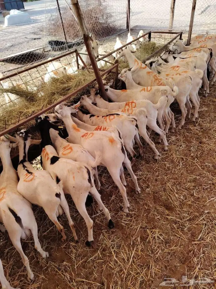 اقوى العروض على القعدان والتيوس الطازجة 2