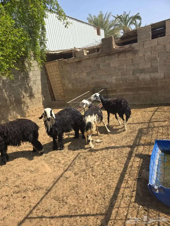 تم البيع تم البيع ارخال نجد وهجين 1