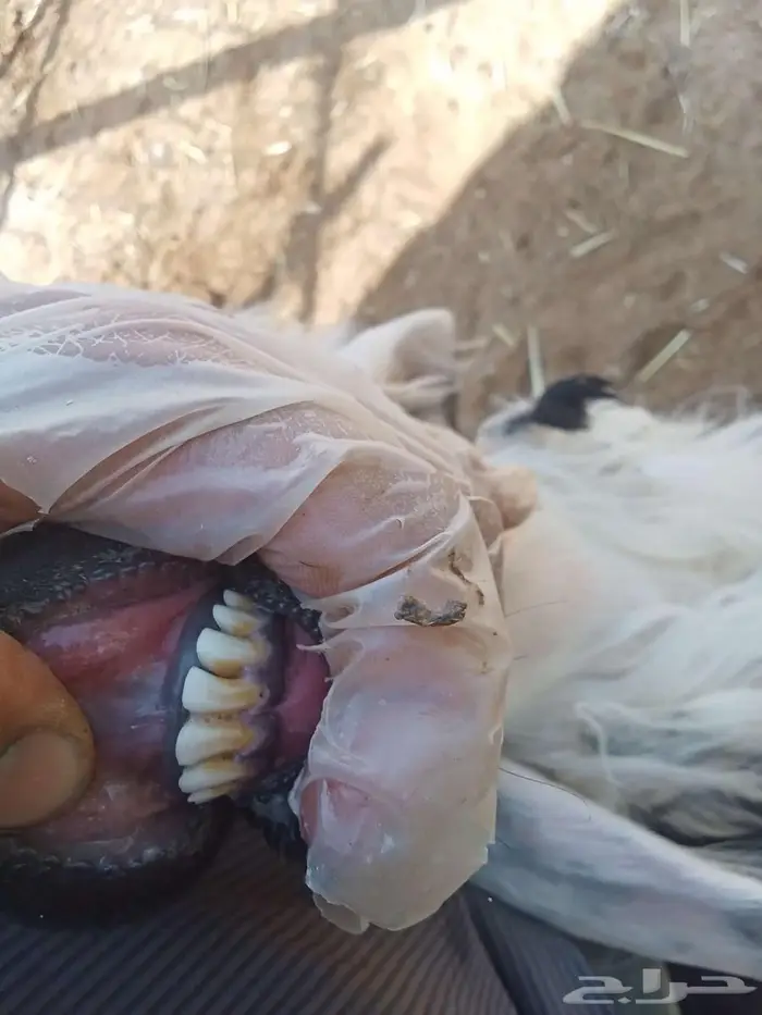 تم البيع تم البيع ارخال نجد وهجين 5