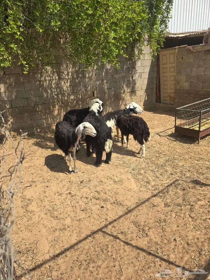 تم البيع تم البيع ارخال نجد وهجين 4