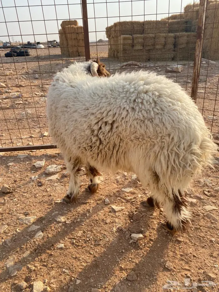 ذبايح السيح 0