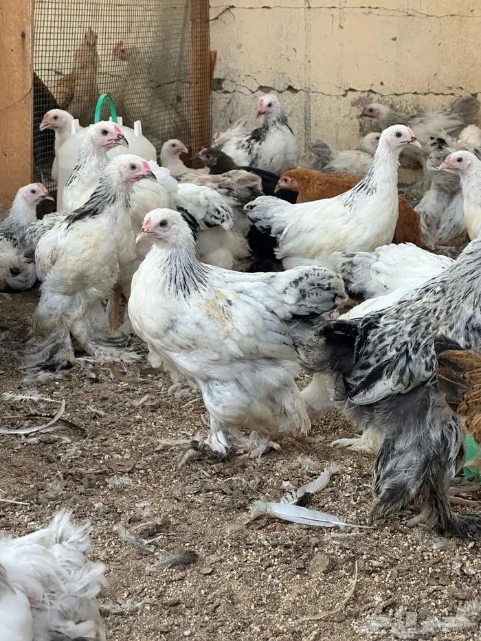 صيصان براهما للبيع 2