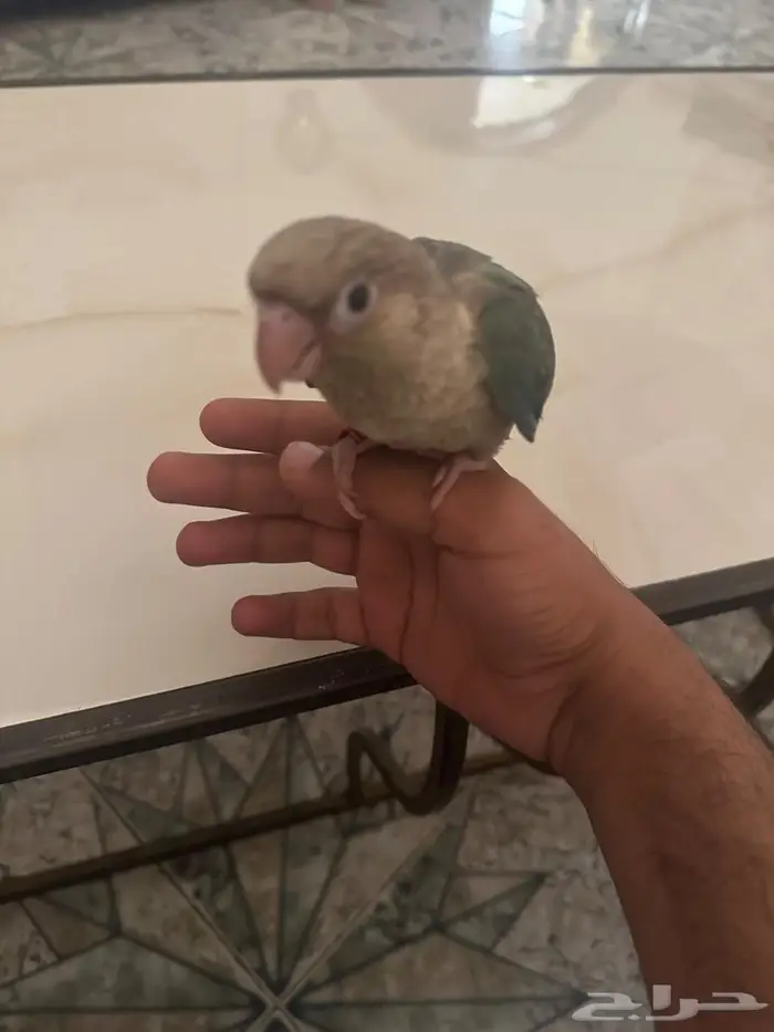 الجبيل الصناعية حي الاحساء 0