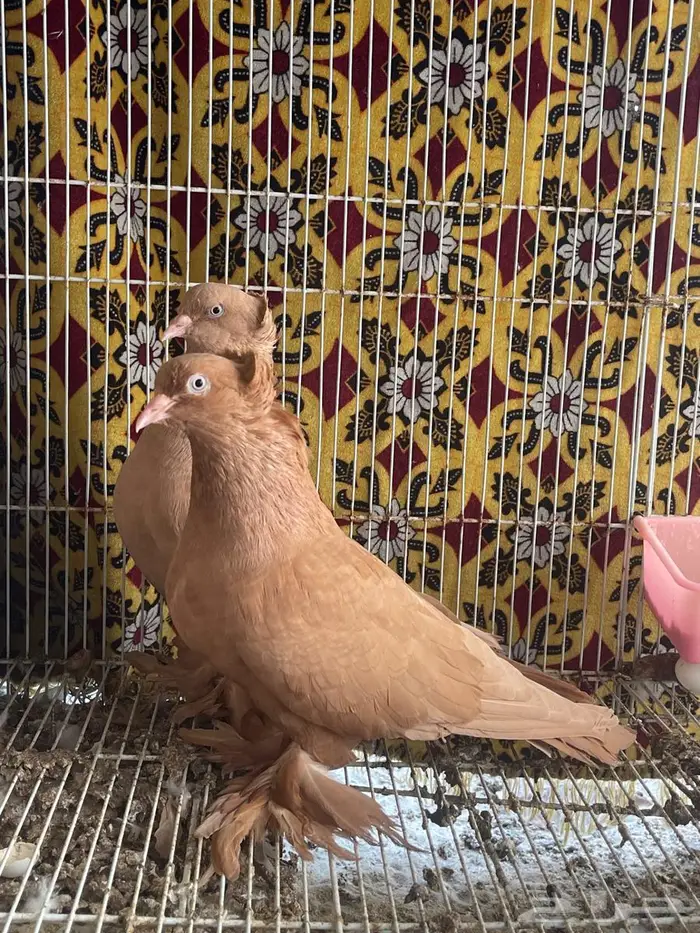 جوز حمام عراقي او نجفي 0