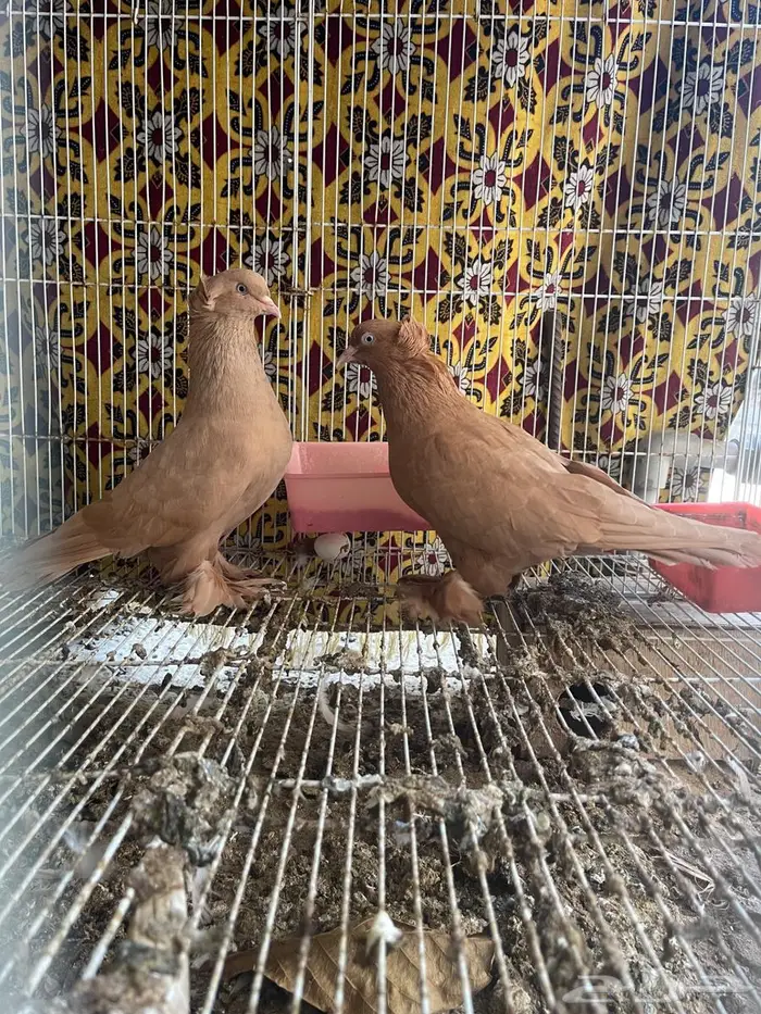 جوز حمام عراقي او نجفي 2