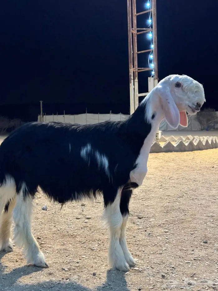 طلي نجدي كفو مشروع فحل 0