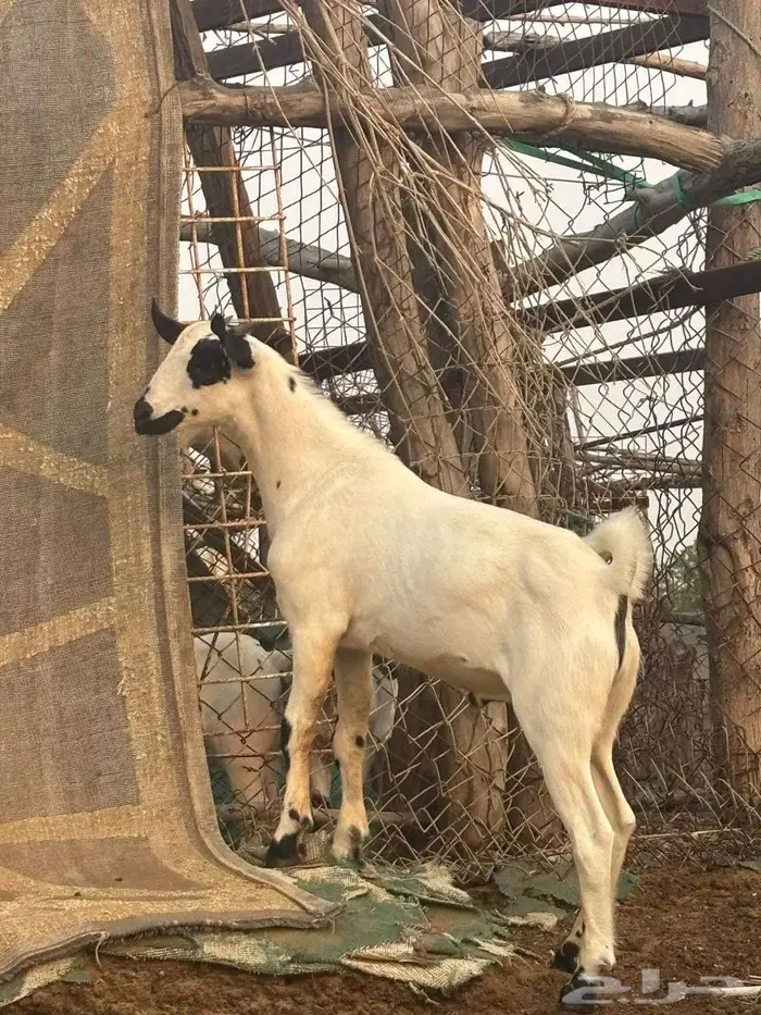 تيس بيشي مشروع 0