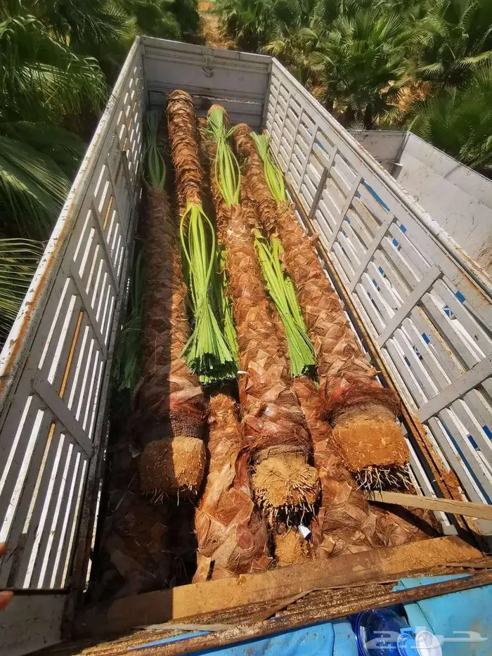 نخل واشنطونيا 5