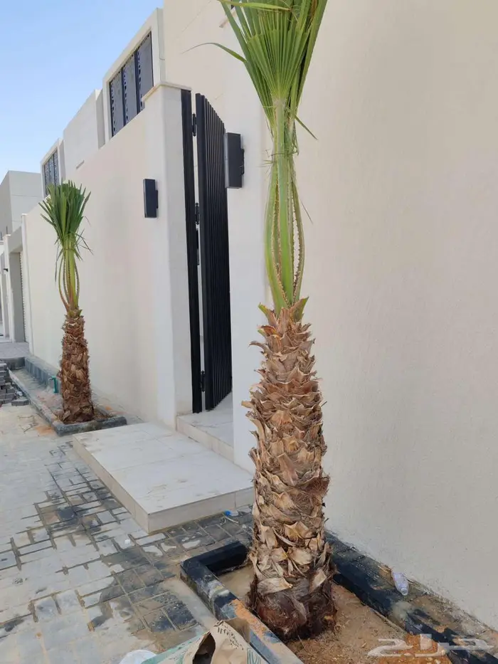 نخل واشنطونيا 8