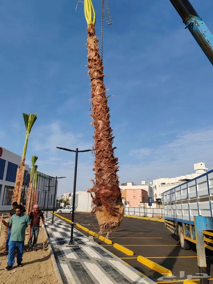 نخل واشنطونيا 9