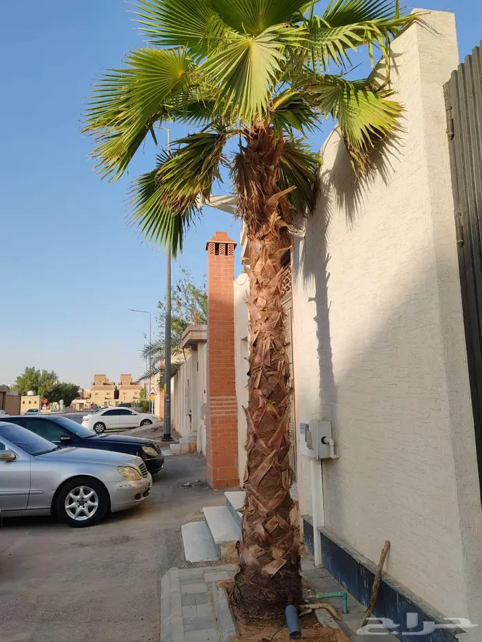 نخل واشنطونيا 3