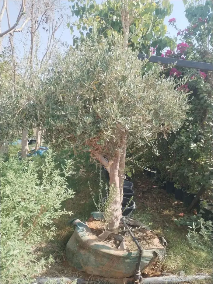 شجر زيتون مجذر 2