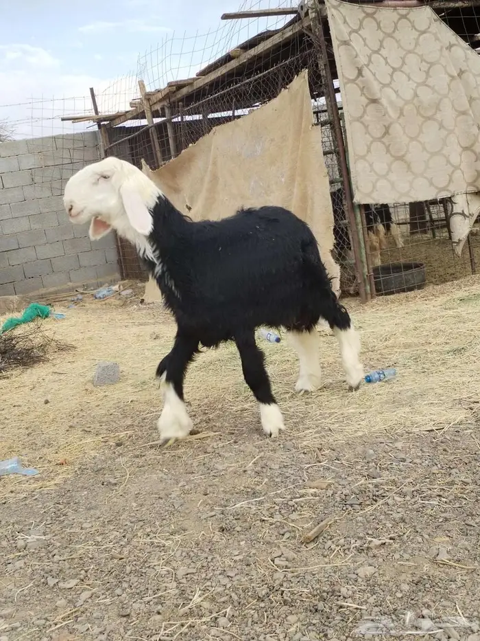 خرفان نجد صنف(تم البيع) 5