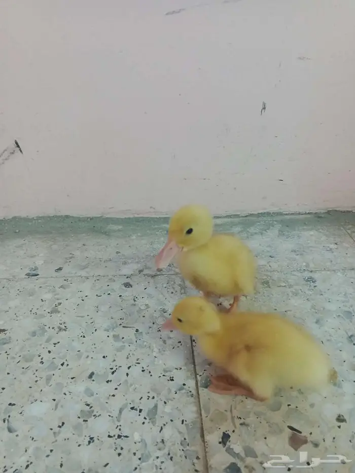بط للبيع 2