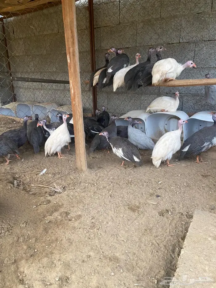دجاج حبشي (حجل) 3