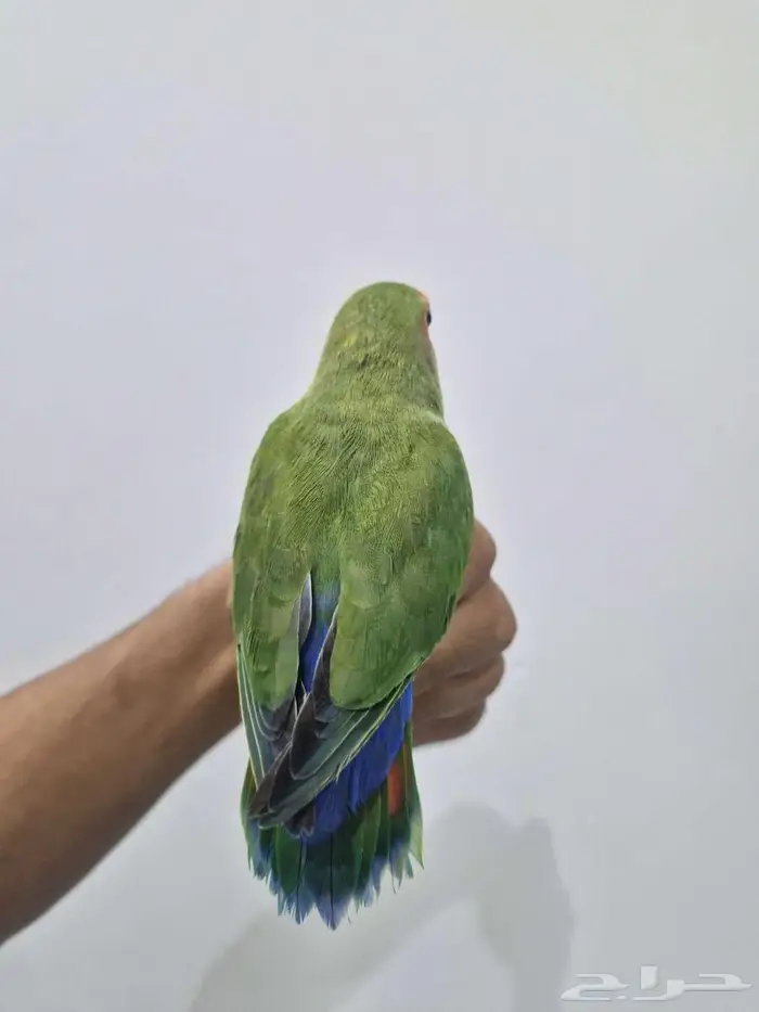 ببغاء روز اليف للبيع 4