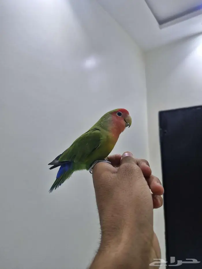 ببغاء روز اليف للبيع 6