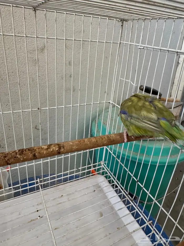 ذكر باروليت باروتليت مني روز لون نادر جدا 4