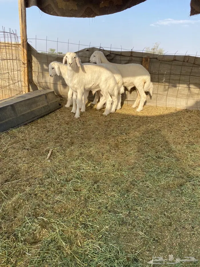 بهم شكل فاخر 0