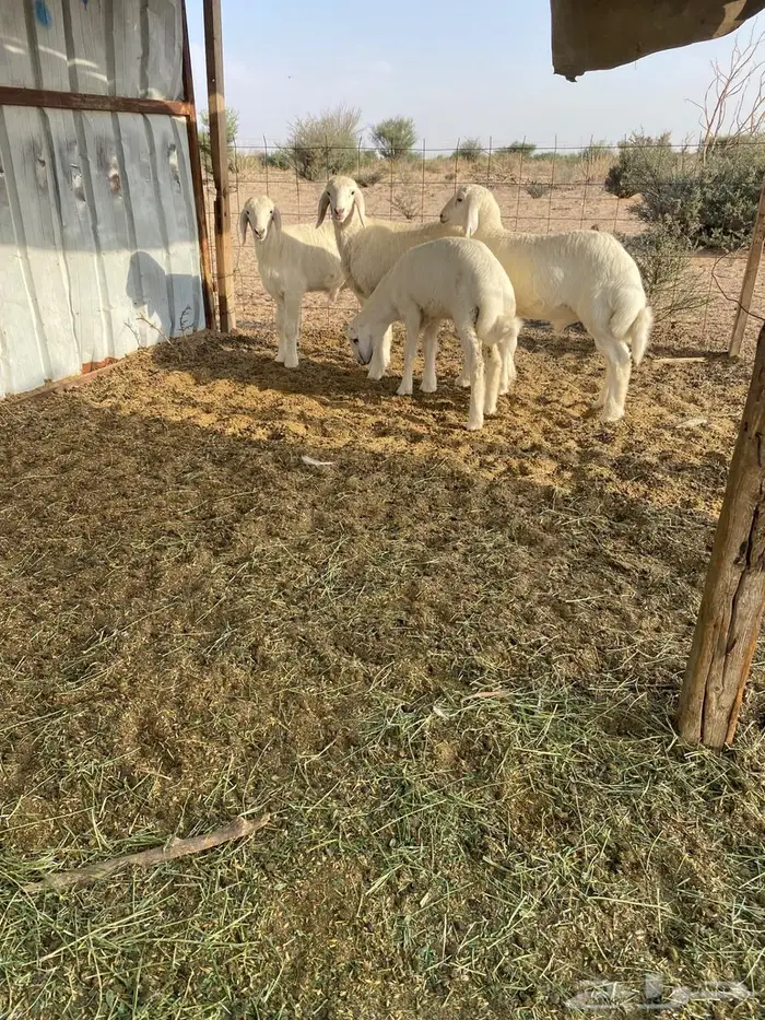 بهم شكل فاخر 1