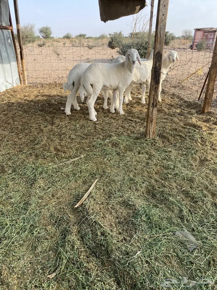 بهم شكل فاخر 2