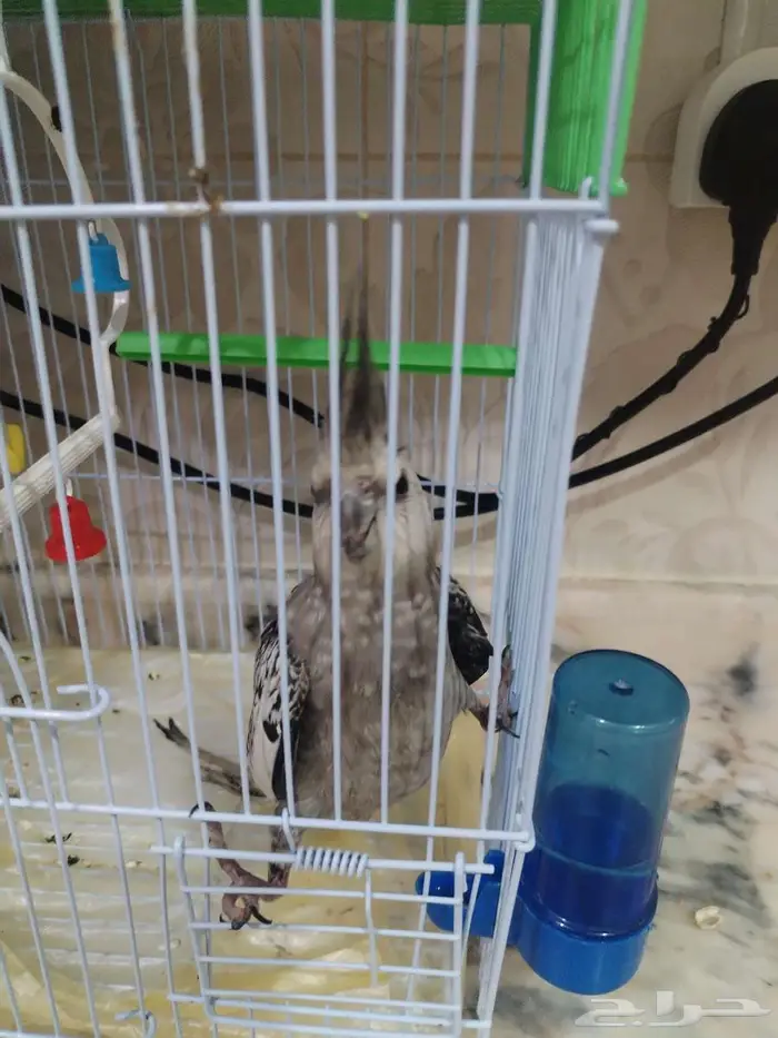 كروان كوكتيل أنثى 2