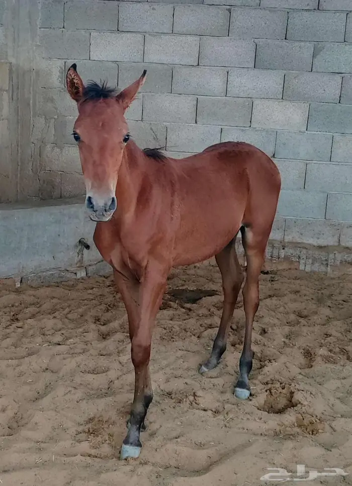 مهر اربع اشهر 2