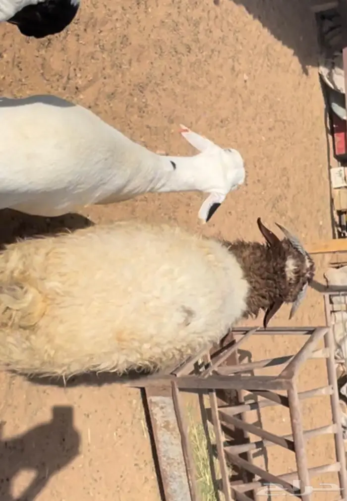 ذبايح سواكن ونعيم 0