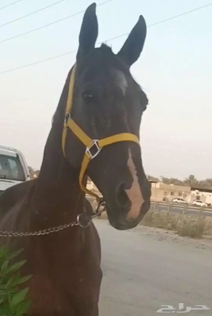 فرس شعبية البيع ب 11