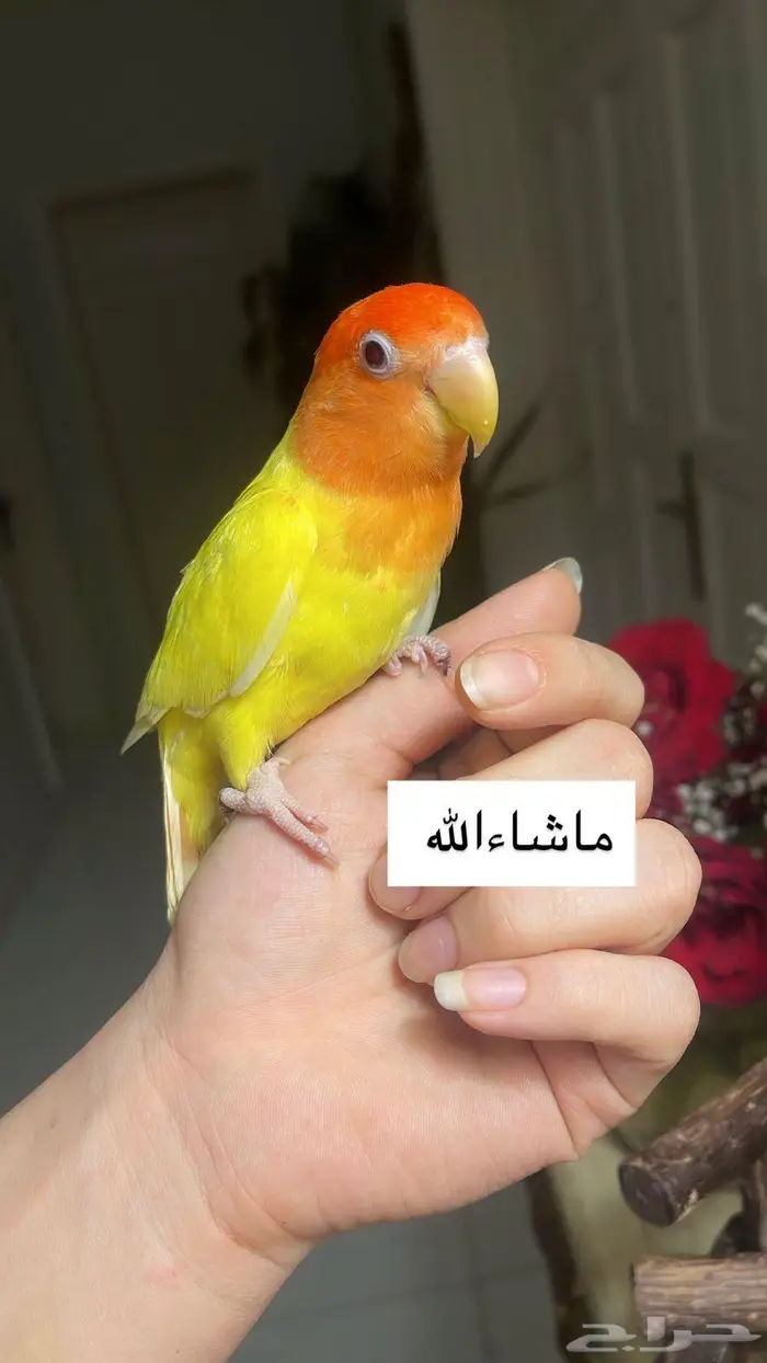 للبيع ببغاء الروز 0