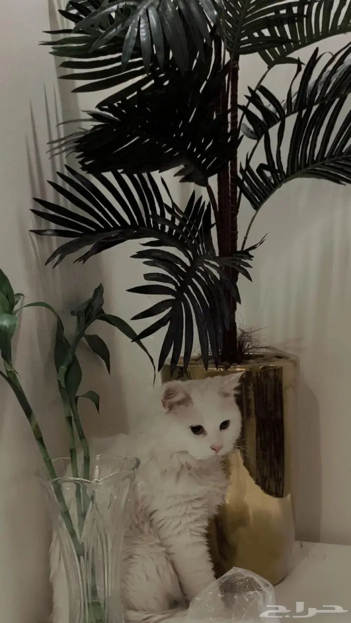 قط ذكر للتبني 2