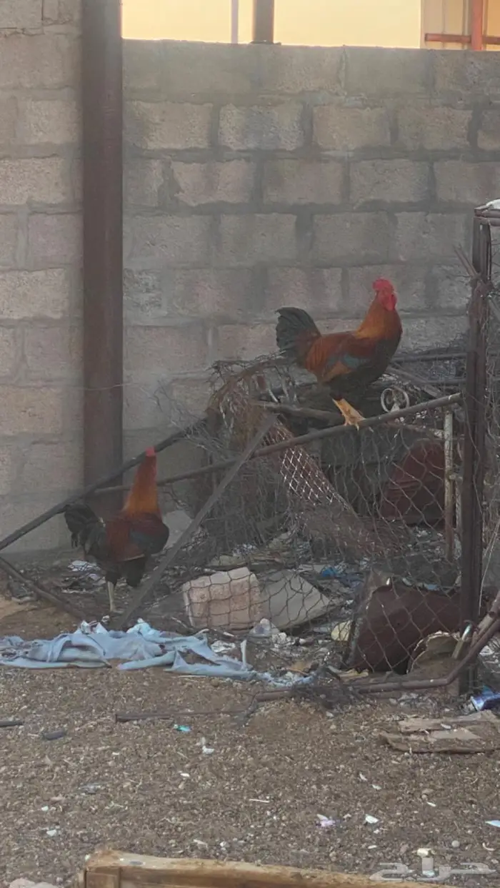 ديكه شرط والصحه ماشاءالله 0